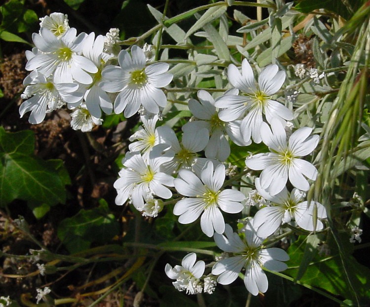 CERASTIUM TOMENTOSUM SILBERTEPPICH