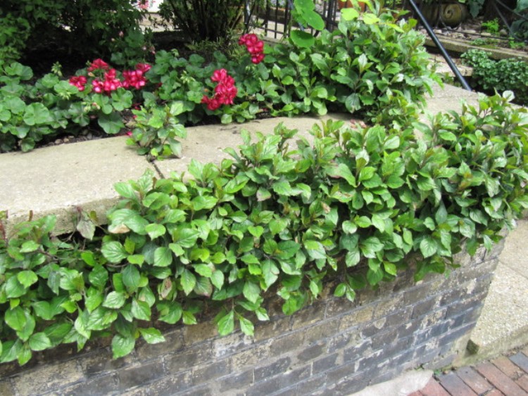 CERATOSTIGMA PLUMBAGINOIDES