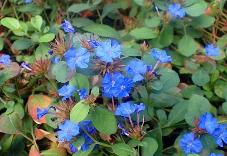 CERATOSTIGMA PLUMBAGINOIDES
