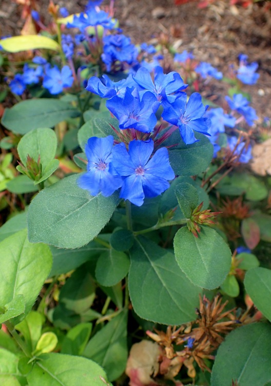 CERATOSTIGMA PLUMBAGINOIDES