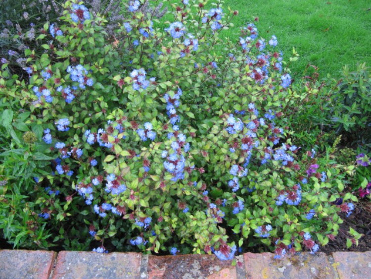 CERATOSTIGMA WILLMOTTIANUM FOREST BLUE