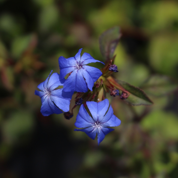 CERATOSTIGMA WILLMOTTIANUM FOREST BLUE