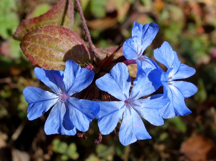 CERATOSTIGMA WILLMOTTIANUM FOREST BLUE