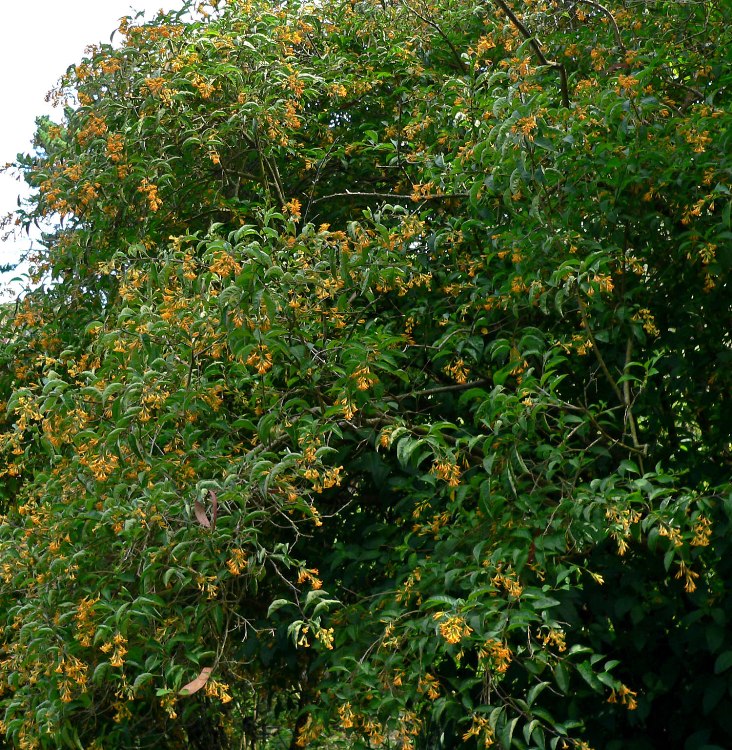 CESTRUM AURANTIACUM