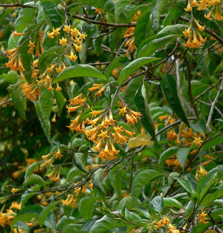 CESTRUM AURANTIACUM