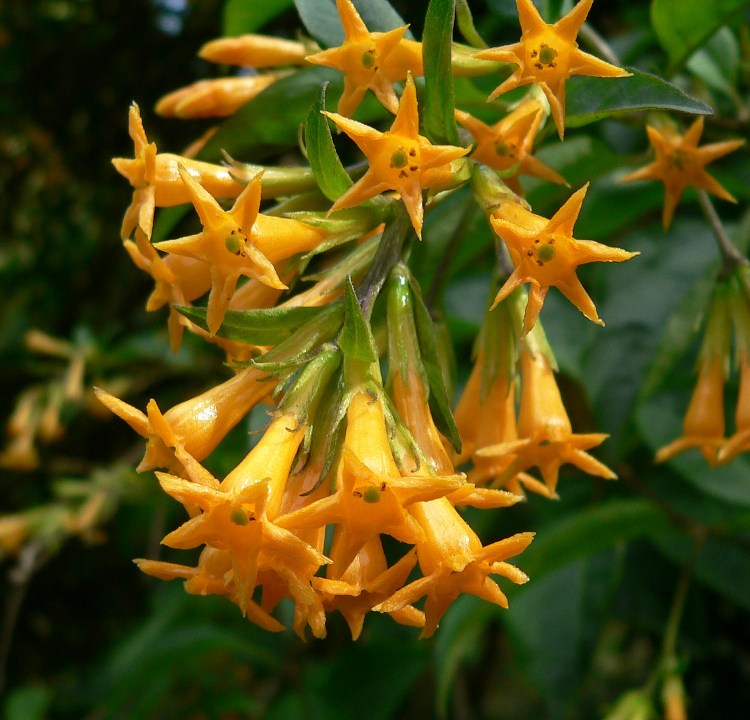 CESTRUM AURANTIACUM