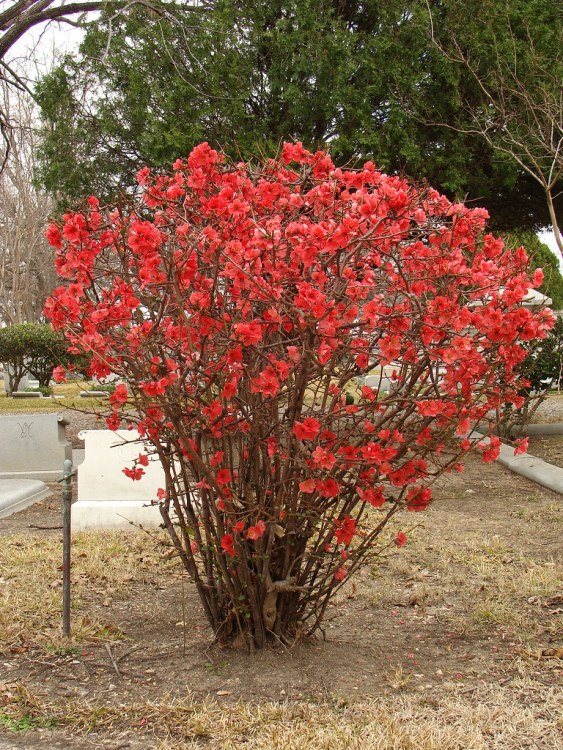 CHAENOMELES JAP. IN VARIETA' (CYDONYA)