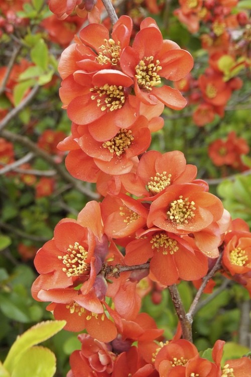CHAENOMELES JAP. IN VARIETA' (CYDONYA)