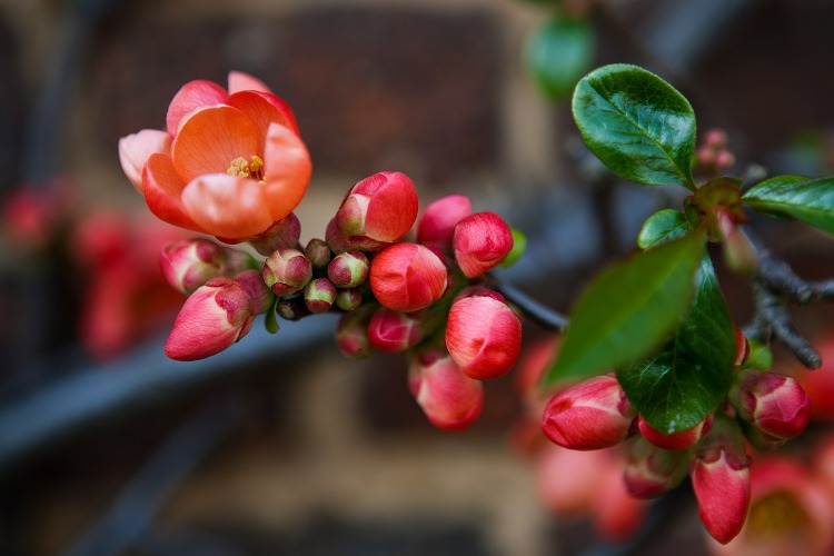 CHAENOMELES JAP. IN VARIETA' (CYDONYA)