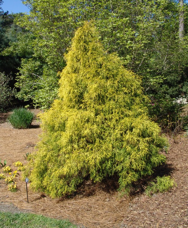 CHAMAECYPARIS PISIFERA FILIFERA AUREA