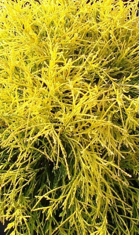 CHAMAECYPARIS PISIFERA FILIFERA AUREA