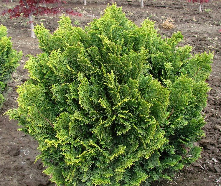 CHAMAECYPARIS OBTUSA NANA GRACILIS