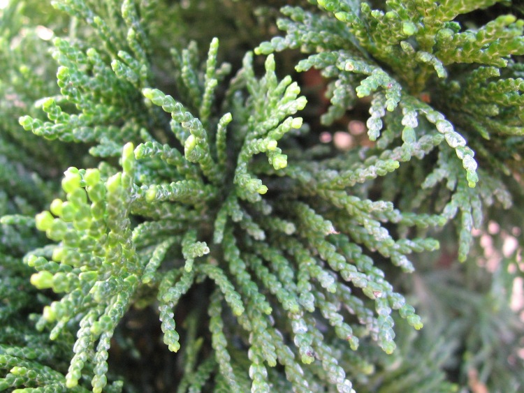 CHAMAECYPARIS OBTUSA NANA GRACILIS