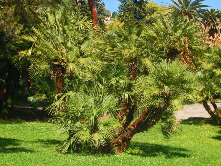 CHAMAEROPS HUMILIS