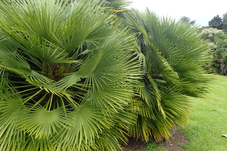 CHAMAEROPS HUMILIS