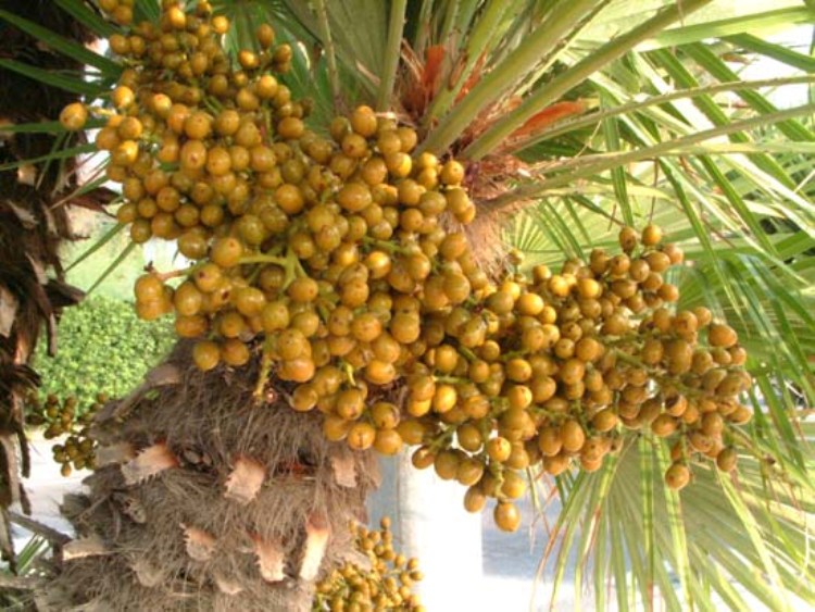 CHAMAEROPS HUMILIS