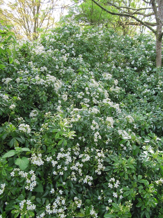 CHOISYA TERNATA