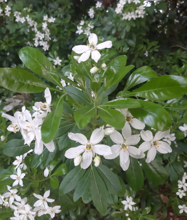 CHOISYA TERNATA