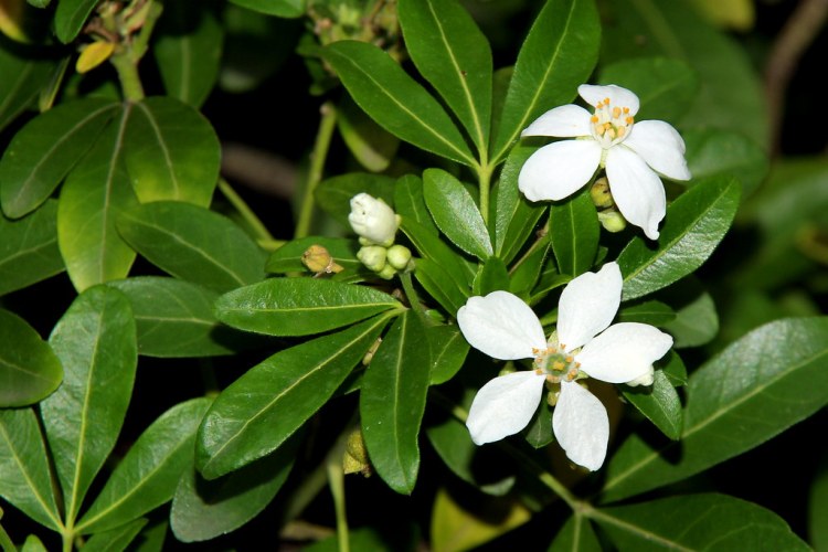 CHOISYA TERNATA