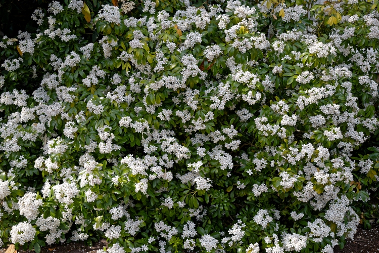 CHOISYA TERNATA WAL. MOONSHINE