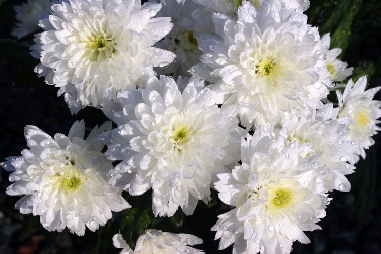 CHRYSANTHEMUM MAXIMUM POLARIS