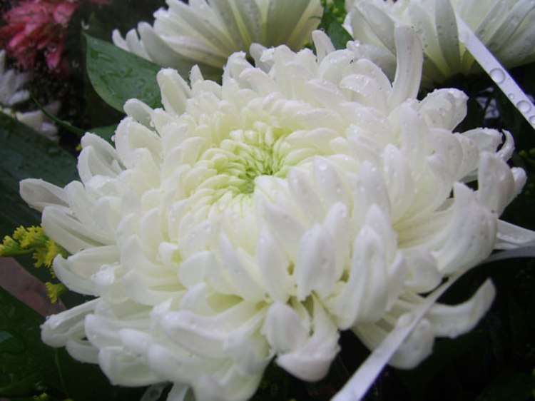 CHRYSANTHEMUM MAXIMUM POLARIS