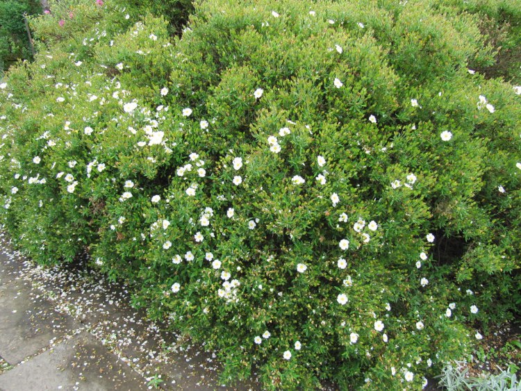 CISTUS X FLORENTINUS