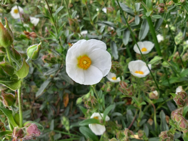 CISTUS X FLORENTINUS