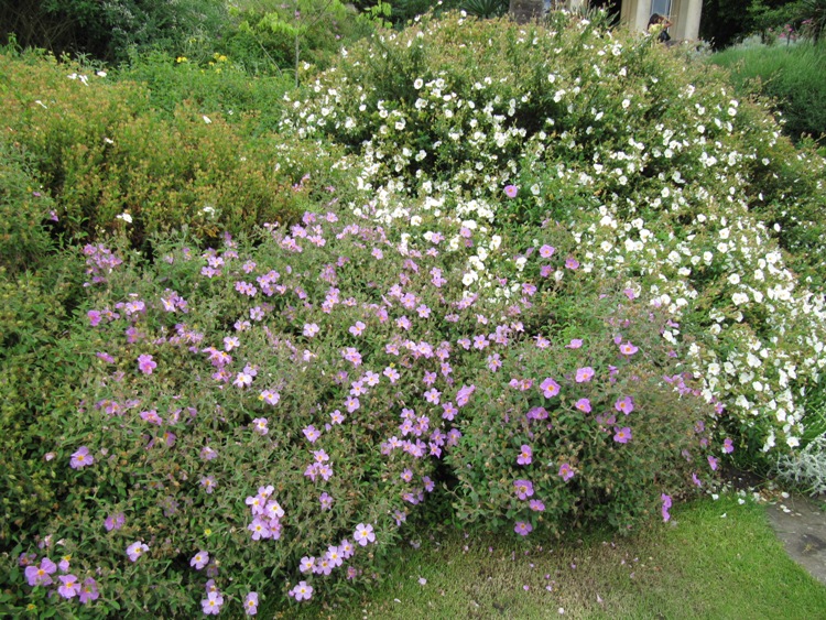CISTUS IN VARIETA'