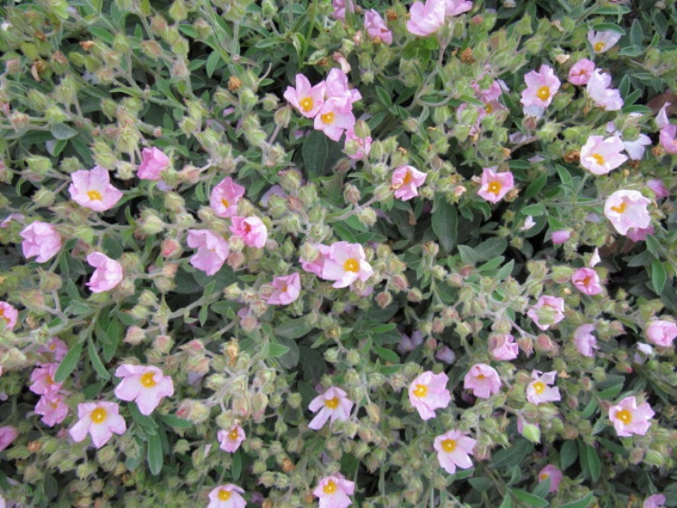 CISTUS X ARGENTEUS SILVER PINK