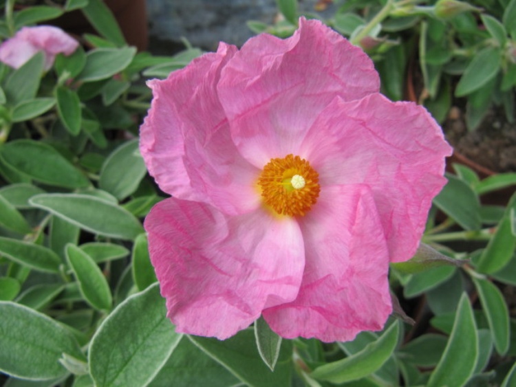 CISTUS X ARGENTEUS SILVER PINK
