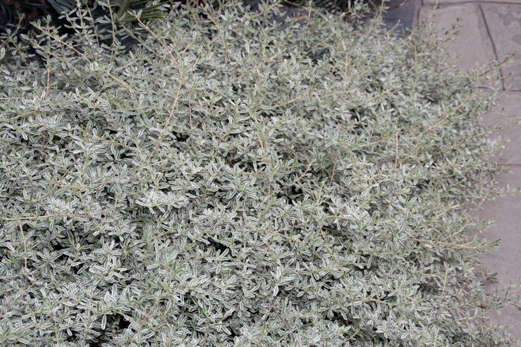COPROSMA KIRKII VARIEGATA