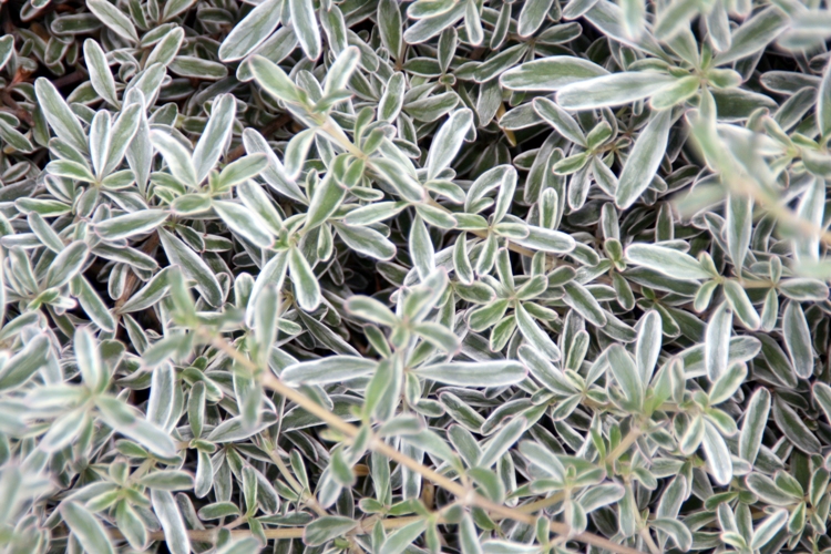COPROSMA KIRKII VARIEGATA