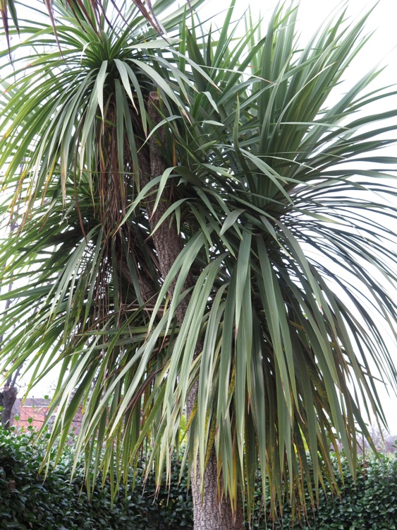 CORDYLINE