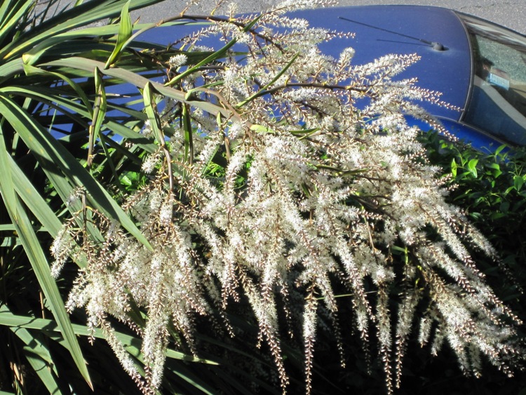 CORDYLINE