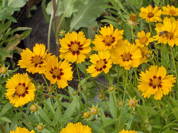 COREOPSIS LANCEOLATA WALTER