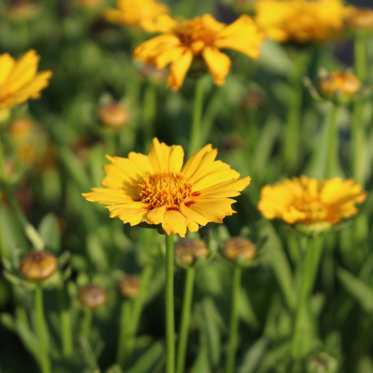 COREOPSIS LANCEOLATA WALTER