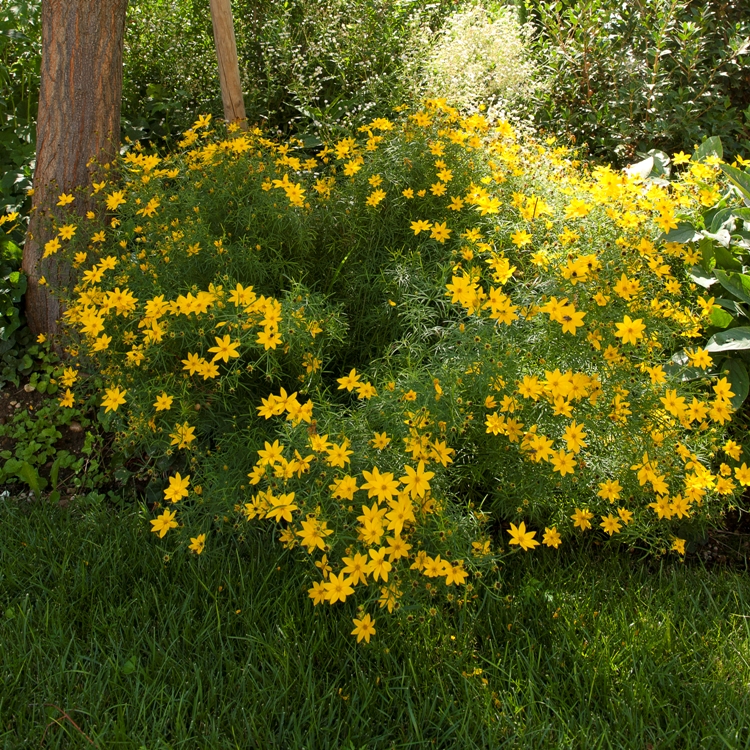 COREOPSIS VERTICILLATA GRANDIFLORA