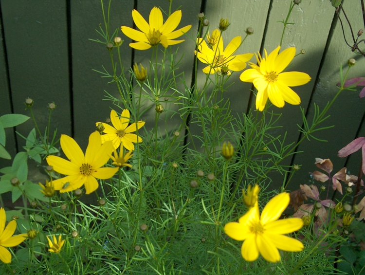 COREOPSIS VERTICILLATA GRANDIFLORA