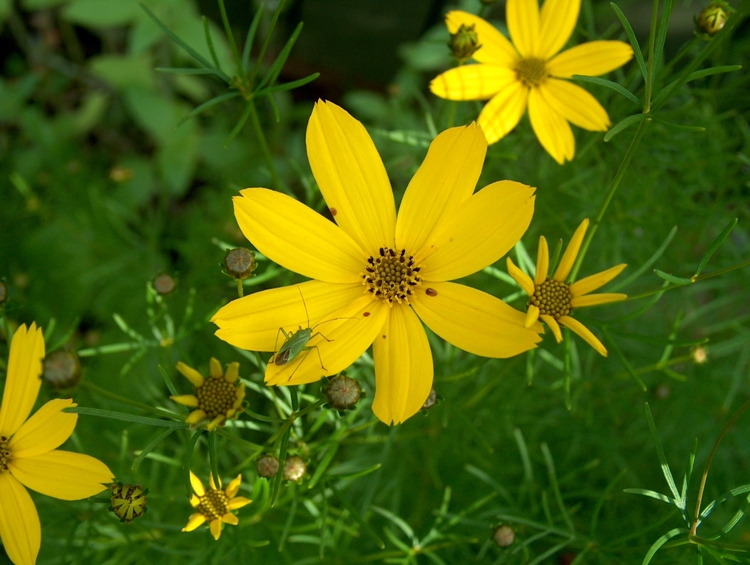 COREOPSIS VERTICILLATA GRANDIFLORA