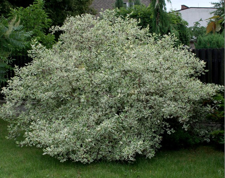 CORNUS ALBA ELEGANTISSIMA