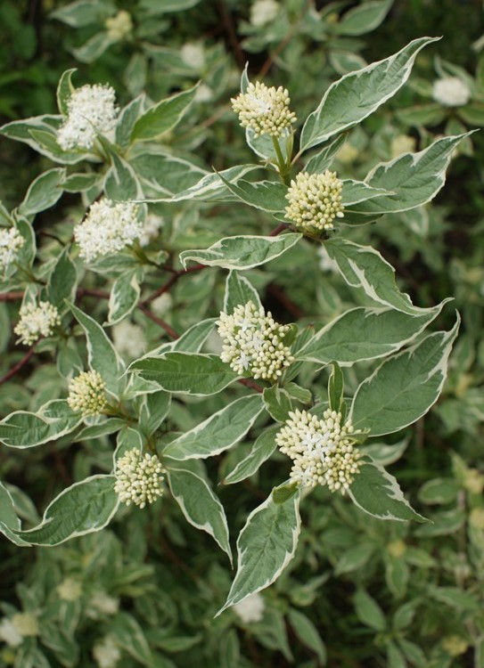 CORNUS ALBA ELEGANTISSIMA