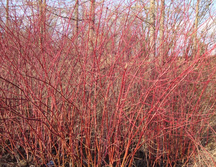 CORNUS ALBA ELEGANTISSIMA