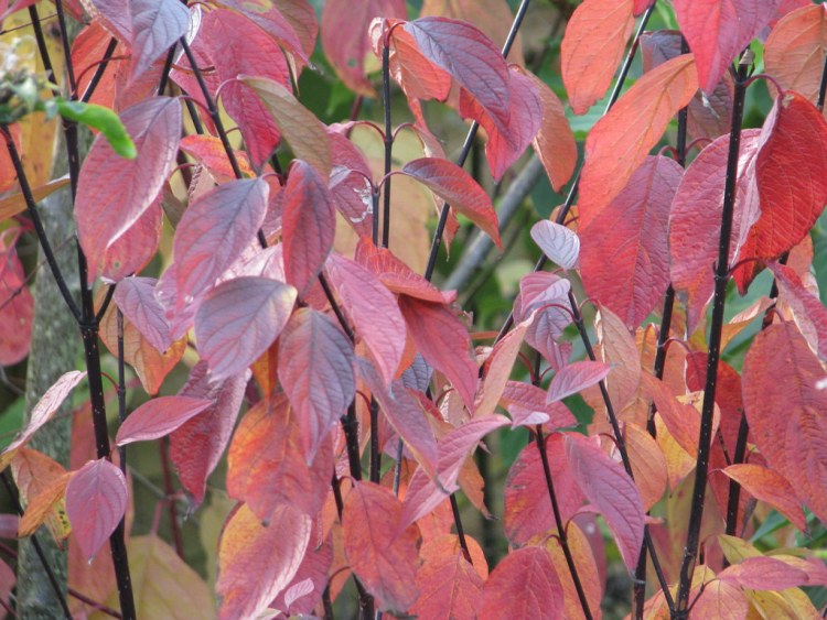 CORNUS ALBA KESSELRINGII