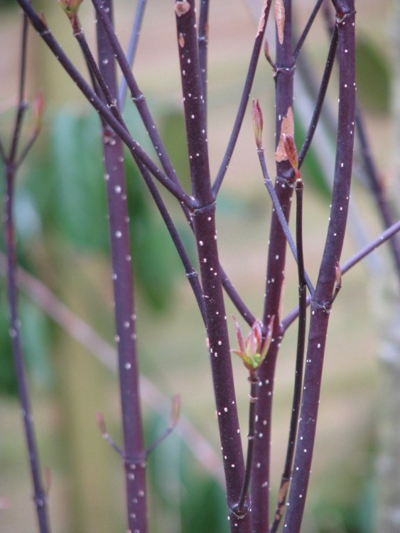CORNUS ALBA KESSELRINGII