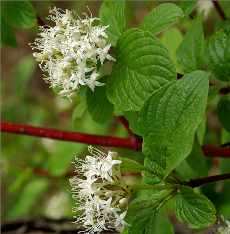 CORNUS ALBA SIBIRICA