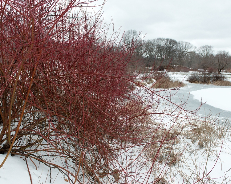 CORNUS ALBA SIBIRICA