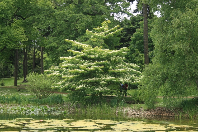 CORNUS CONTROVERSA PAGODA