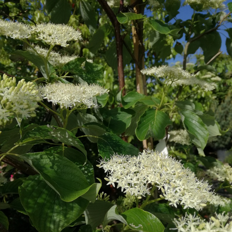 CORNUS CONTROVERSA PAGODA
