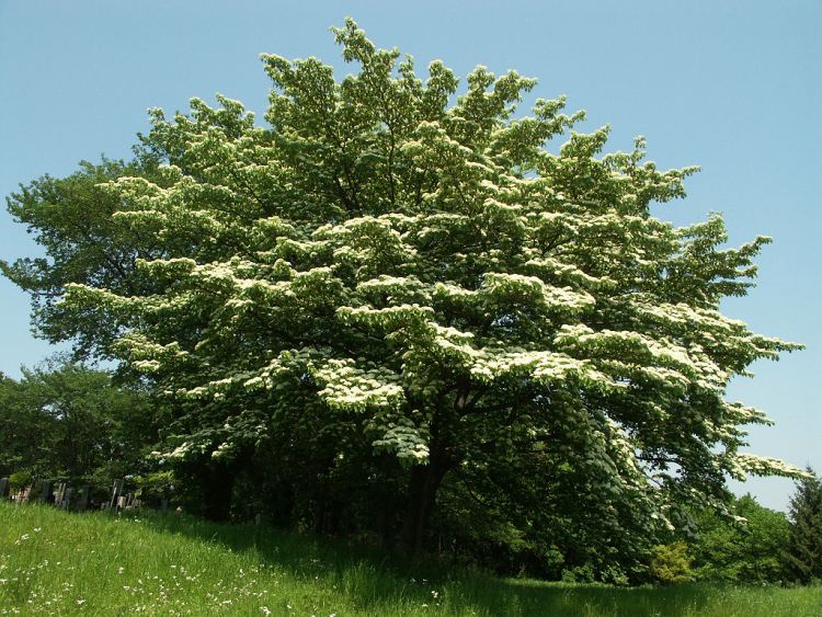 CORNUS CONTROVERSA PAGODA